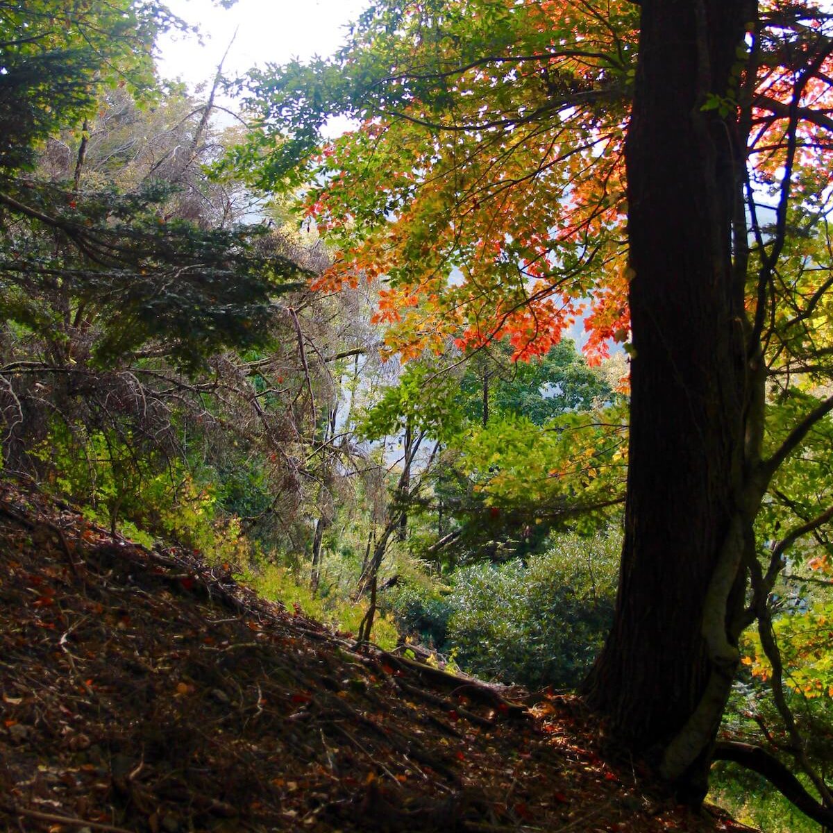 秋の武奈ヶ岳 登山道の風景