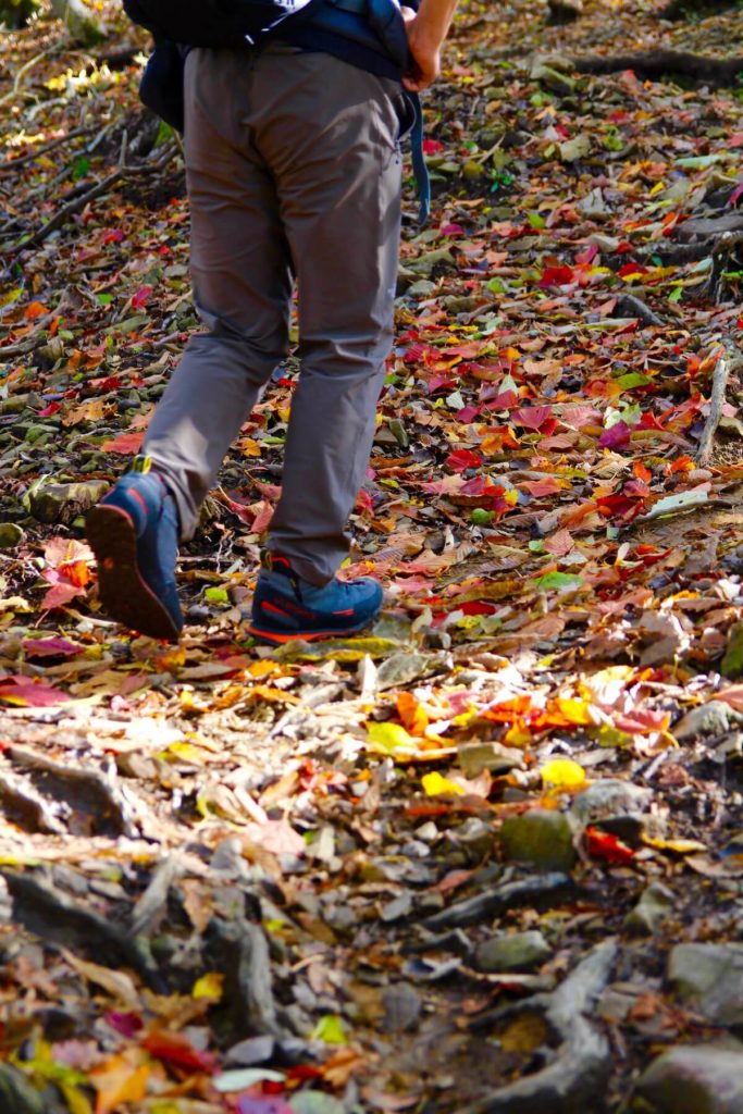 紅葉の武奈ヶ岳 登山風景　落ち葉の絨毯