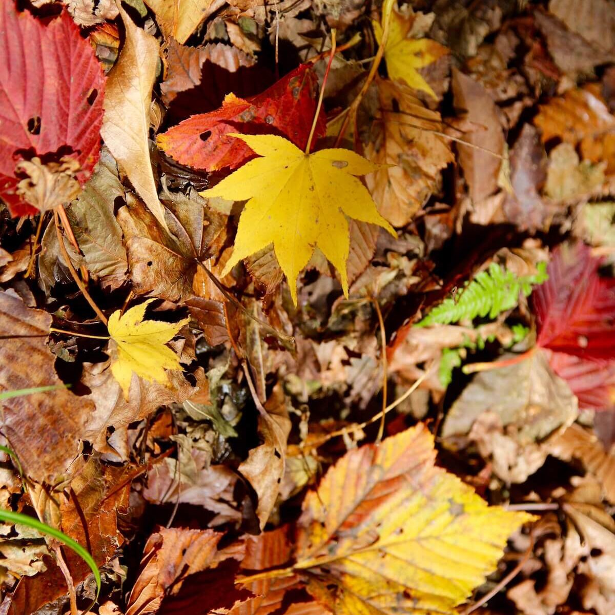 秋の武奈ヶ岳登山 登山道の落ち葉