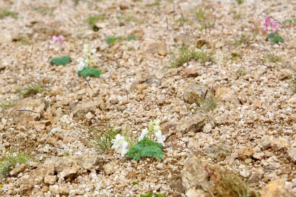 燕岳に咲く白いコマクサ