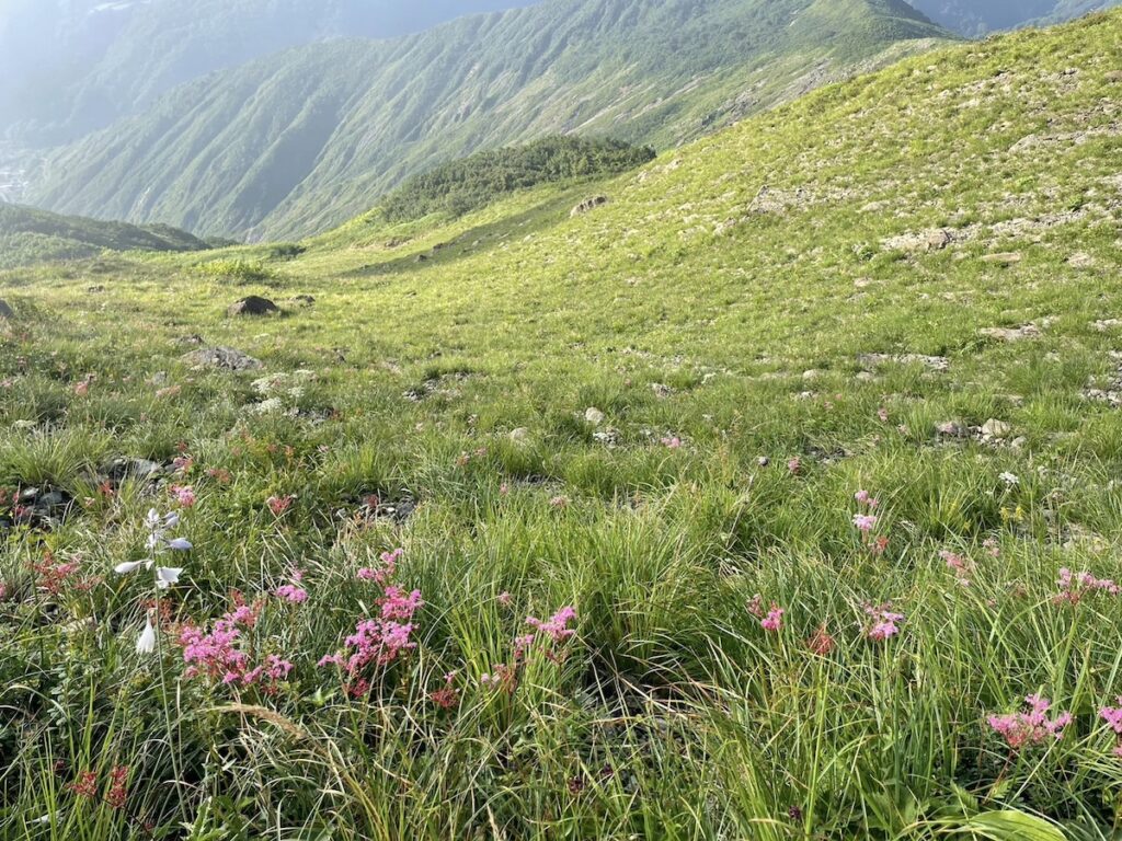 唐松岳登山道の高山植物